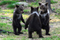 Танец маленьких финских медвежат