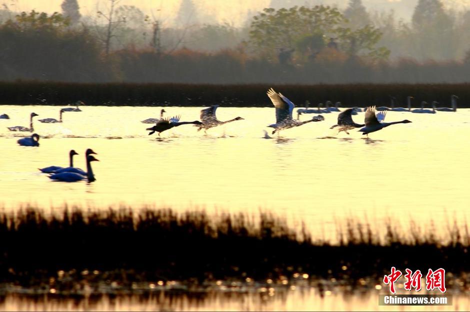 Озеро Поянху в разгаре сезона для наблюдения за дикими птицами (2)
