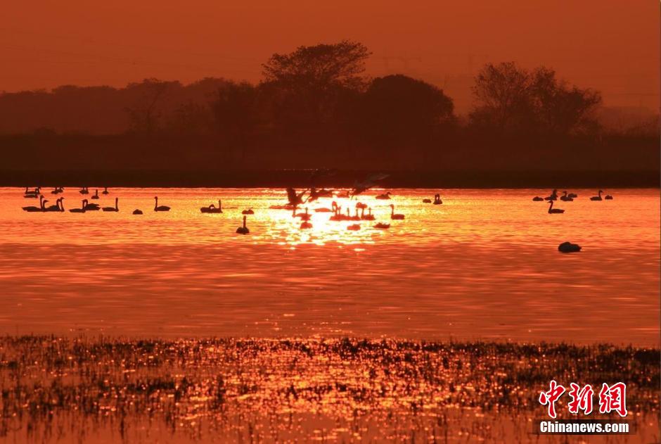Озеро Поянху в разгаре сезона для наблюдения за дикими птицами (3)