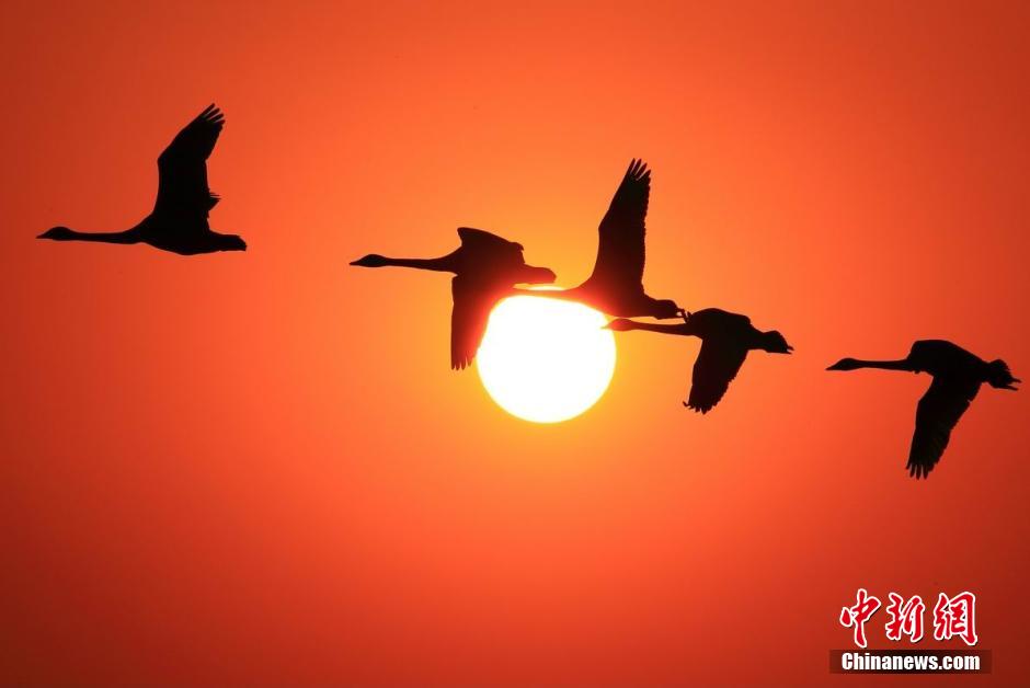 Озеро Поянху в разгаре сезона для наблюдения за дикими птицами (5)
