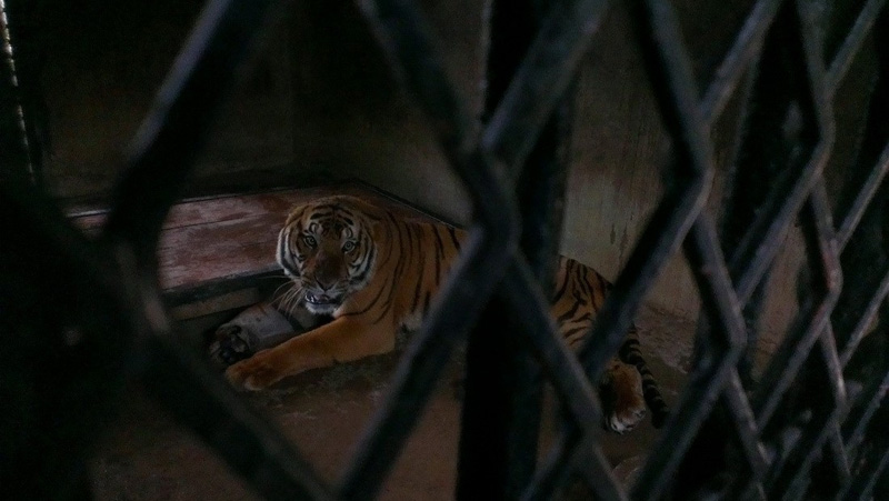 В Шанхае тигр загрыз сотрудника зоопарка