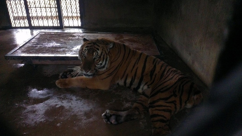 В Шанхае тигр загрыз сотрудника зоопарка (5)