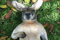 Кенгуру на лугу–популярное фото в Интернете