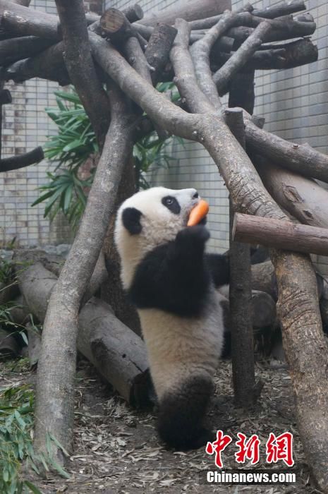 Милая панда Юаньцзай в зоопарке Тайбэя (2)