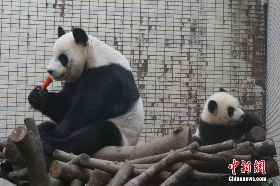 Милая панда Юаньцзай в зоопарке Тайбэя (4)