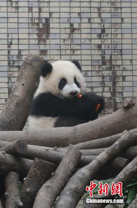 Милая панда Юаньцзай в зоопарке Тайбэя (5)