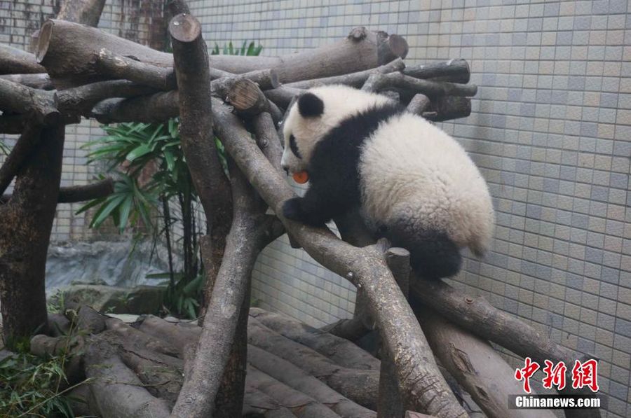Милая панда Юаньцзай в зоопарке Тайбэя