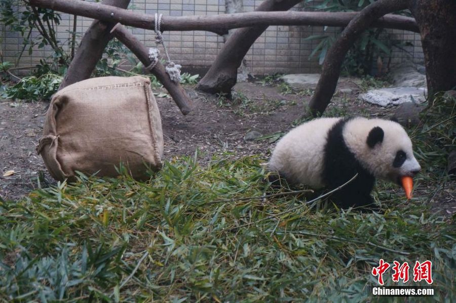 Милая панда Юаньцзай в зоопарке Тайбэя (3)