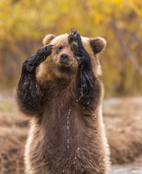Медведь «помахал лапой» фотографу (4)