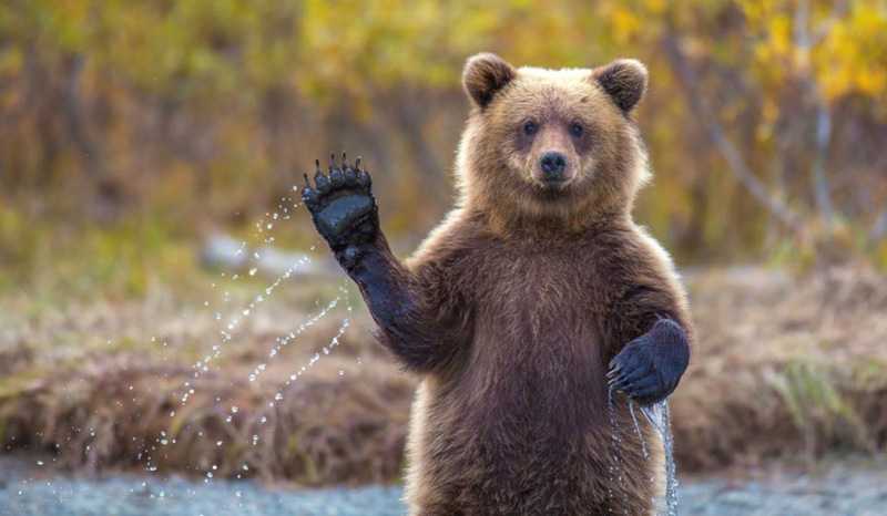 Медведь «помахал лапой» фотографу
