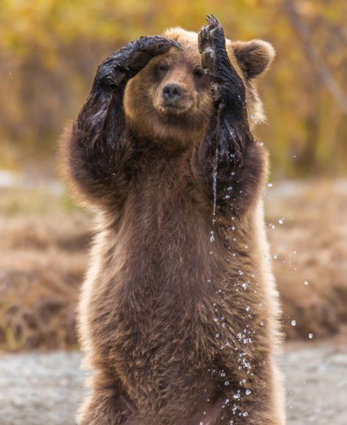 Медведь «помахал лапой» фотографу (3)