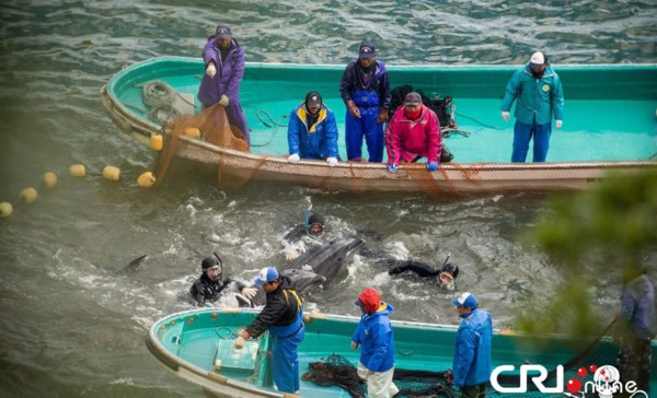В японском заливе Dolphin Bay начались масштабные мероприятия по охоте на дельфинов (5)