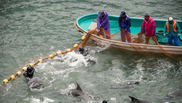 В японском заливе Dolphin Bay начались масштабные мероприятия по охоте на дельфинов (3)