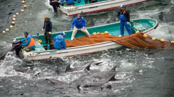 В японском заливе Dolphin Bay начались масштабные мероприятия по охоте на дельфинов (4)