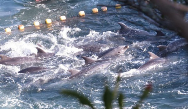 В японском заливе Dolphin Bay начались масштабные мероприятия по охоте на дельфинов