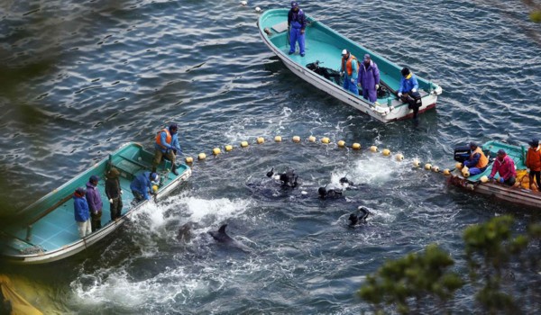 В японском заливе Dolphin Bay начались масштабные мероприятия по охоте на дельфинов (7)