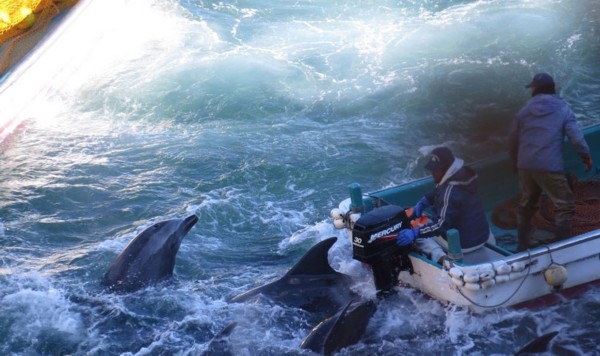 В японском заливе Dolphin Bay начались масштабные мероприятия по охоте на дельфинов (10)