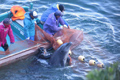 Охота на дельфинов в Японии