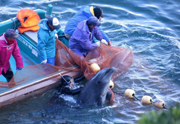 Масштабные мероприятия по охоте на дельфинов
