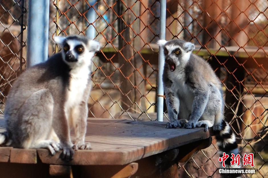 Животные в зоопарке наслаждаютя теплым солнцем зимой (2)