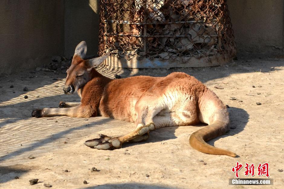 Животные в зоопарке наслаждаютя теплым солнцем зимой (3)