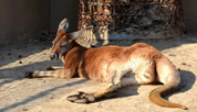 Животные в зоопарке наслаждаютя теплым солнцем зимой