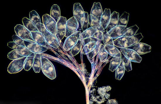 Микроскопический фотоконкурс, посвященный чудесной природе