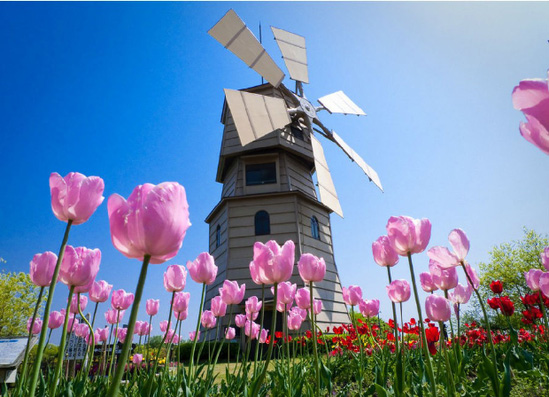 Романтическое весеннее путешествие в Нидерланды
