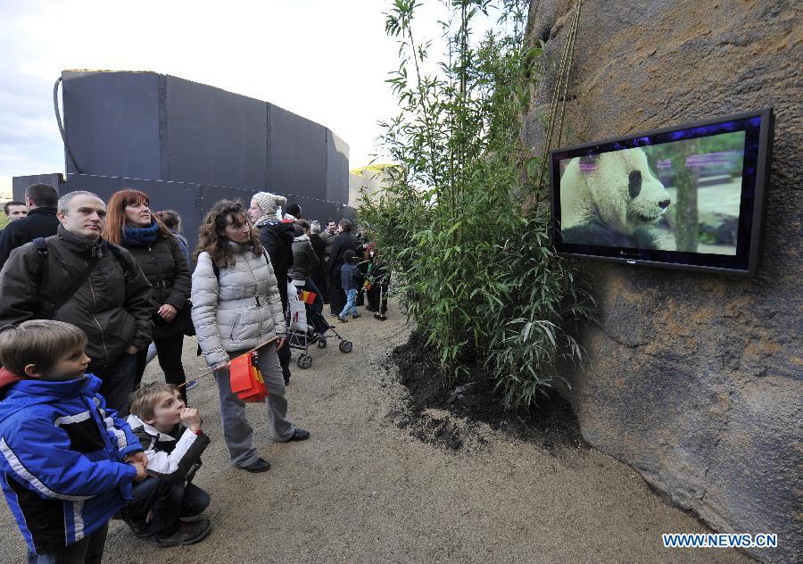Добро пожаловать в Бельгию, китайские панды! (4)