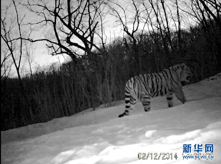 В заповеднике провинции Цзилинь сделали фотографии дикого амурского тигра