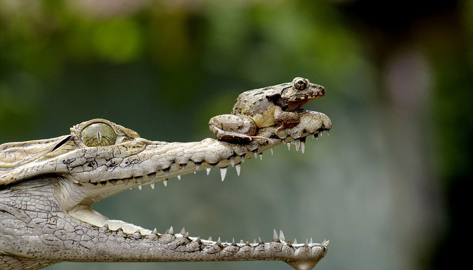 Индонезийская лягушка спаслась от смерти, прыгнув на нос крокодила (2)