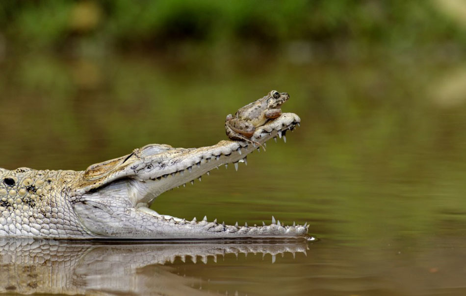 Индонезийская лягушка спаслась от смерти, прыгнув на нос крокодила