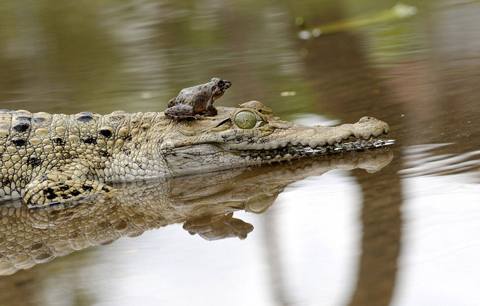 Индонезийская лягушка спаслась от смерти, прыгнув на нос крокодила (4)