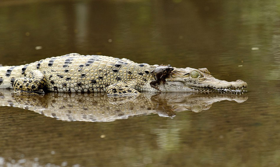 Индонезийская лягушка спаслась от смерти, прыгнув на нос крокодила (5)