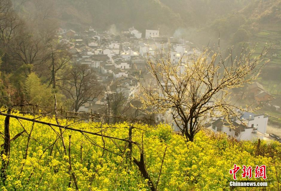Чарующие цветы рапса в уезде Уюань   (3)