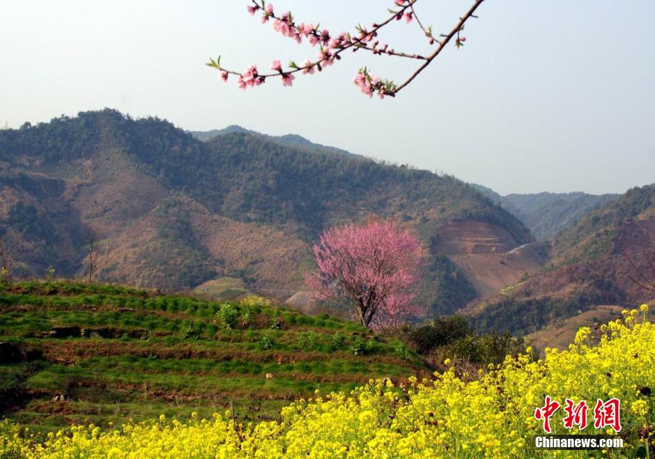 Чарующие цветы рапса в уезде Уюань   (5)