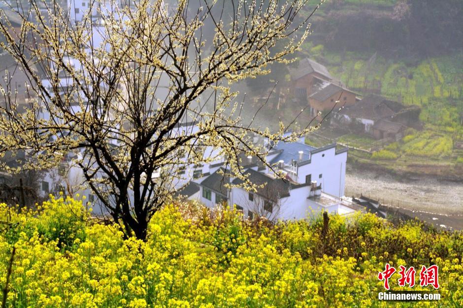 Чарующие цветы рапса в уезде Уюань   (4)