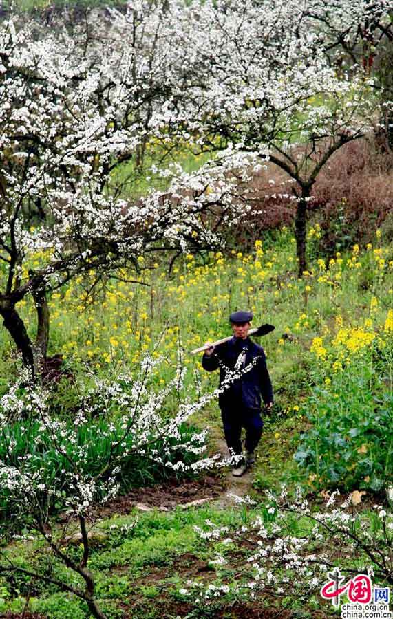 Весенние цветы украшают город Хуаин провинции Сычуань (4)