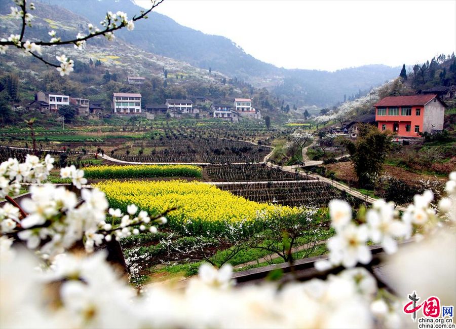 Весенние цветы украшают город Хуаин провинции Сычуань