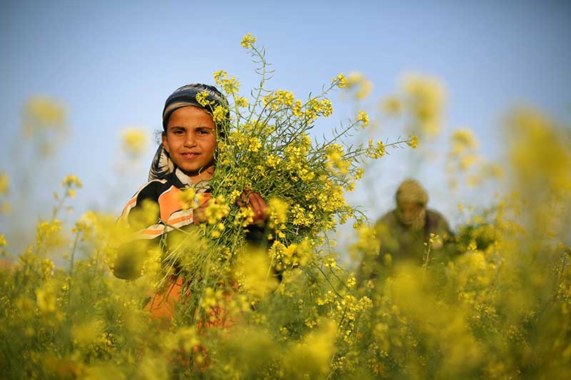 20 марта в секторе Газа палестинская девочка собирает полевые цветы. ИА «Синьхуа»/Agence France-Presse (AFP)