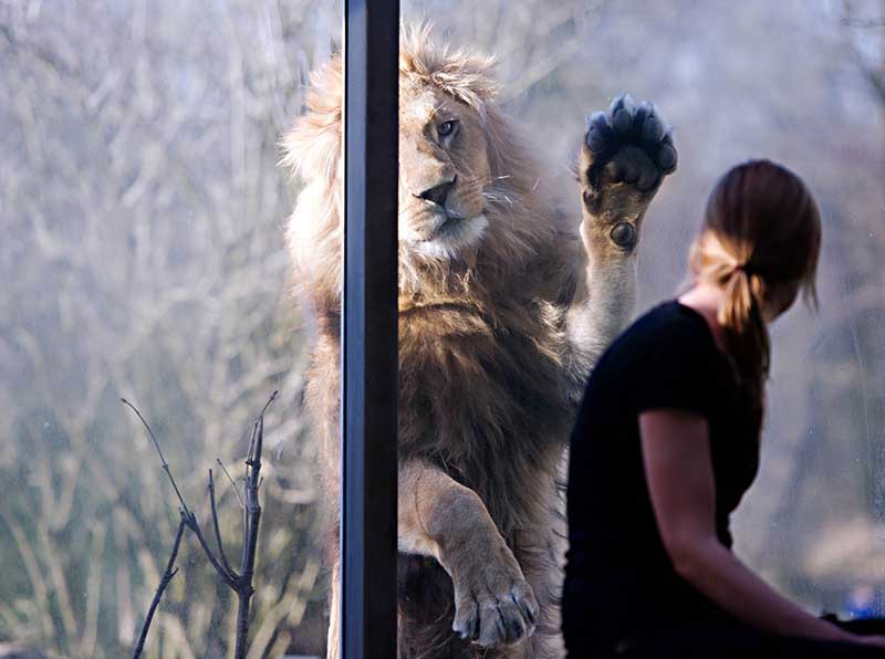 «А где моя еда?». 17 марта в зоопарке Мюнхена (Германия) работница зоопарка смотрит на льва Макса, который положил лапу на стекло.