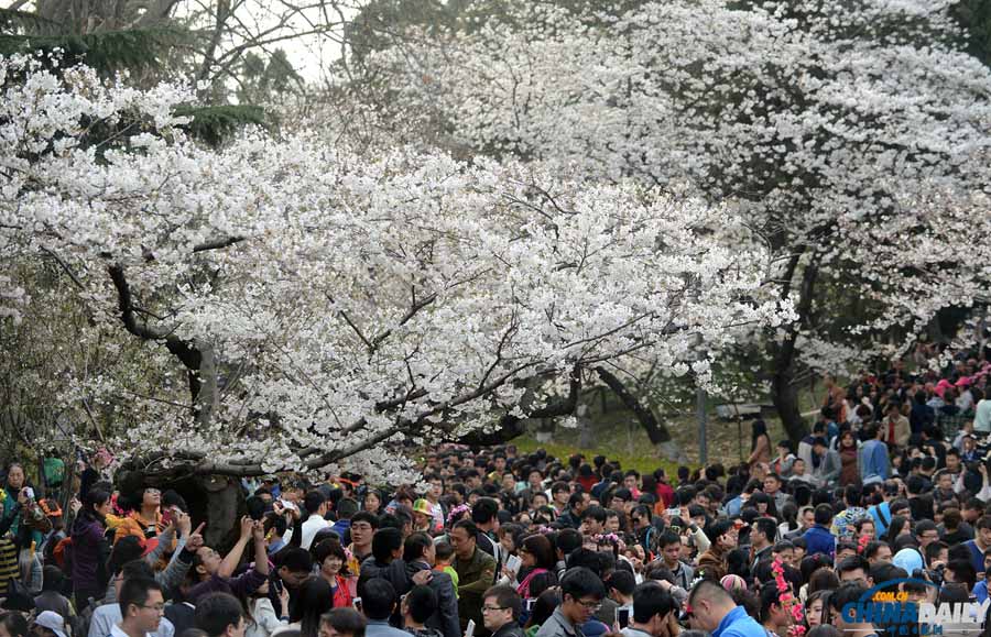 Цветение сакуры в Уханьском университете провинции Хубэй (2)