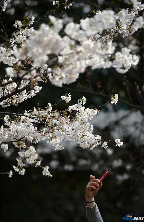 Цветение сакуры в Уханьском университете провинции Хубэй (4)