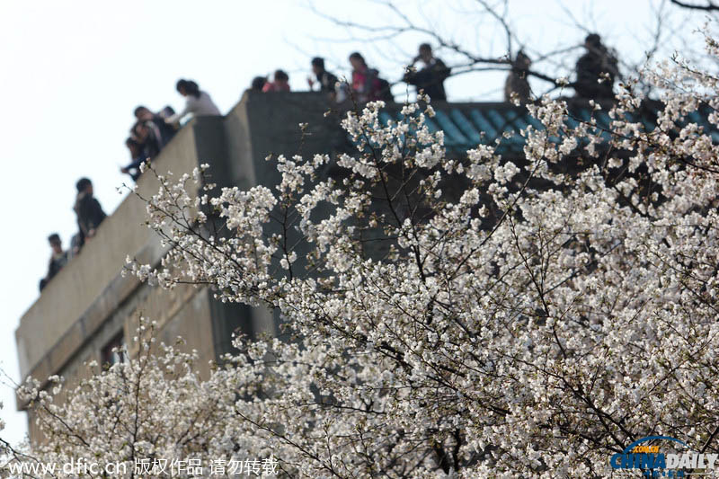 Цветение сакуры в Уханьском университете провинции Хубэй (5)
