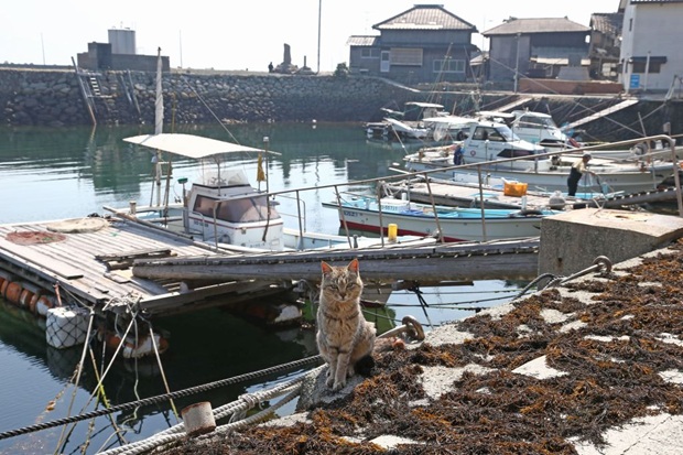Кошачий остров в Японии, где кошек больше, чем людей (10)