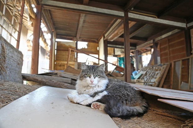 Кошачий остров в Японии, где кошек больше, чем людей (11)