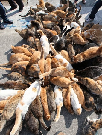 Кошачий остров в Японии, где кошек больше, чем людей (5)
