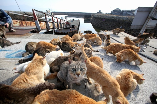Кошачий остров в Японии, где кошек больше, чем людей (2)