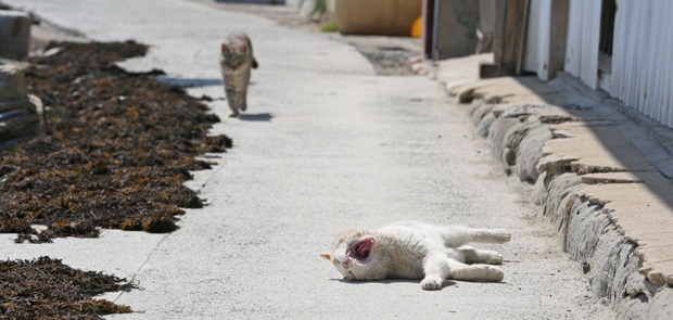 Кошачий остров в Японии, где кошек больше, чем людей (12)