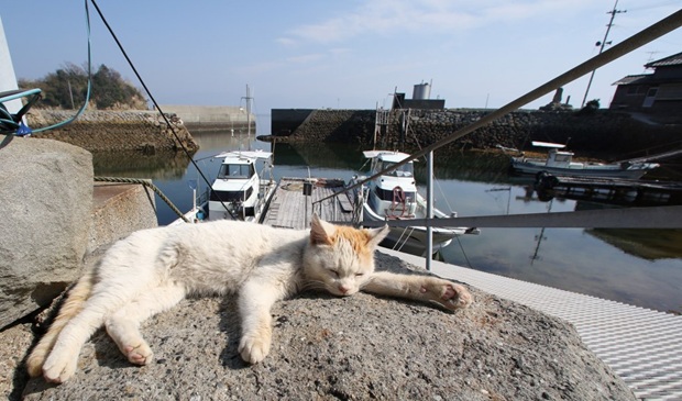 Кошачий остров в Японии, где кошек больше, чем людей (14)